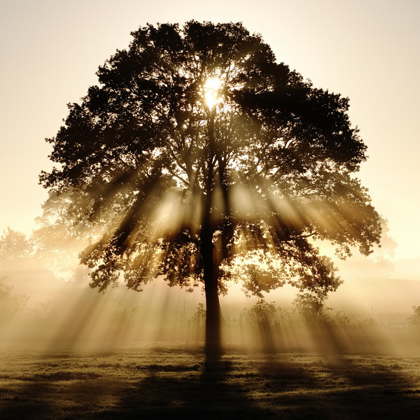 rays of light through a tree - a mindful picture